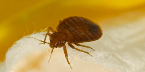 Natural Remedies For Bed Bug Bites Treatment