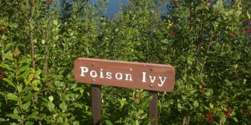 Symptoms and Ways to Treat Poison Ivy Rashes