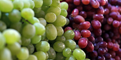 Toxic Foods for Dogs