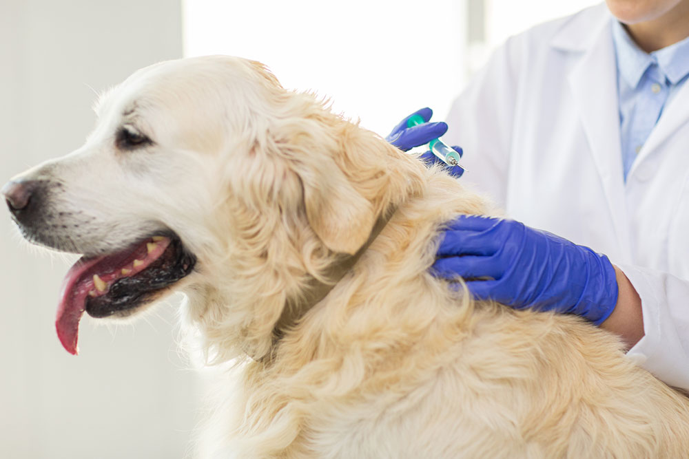 Understanding Different Types of Pet Medications for Effective Treatment