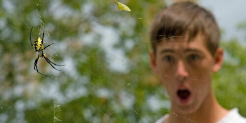 Understanding Spider Bites and How to Identify Them