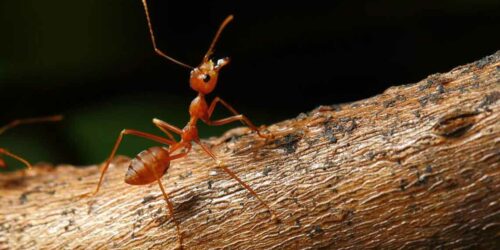 What Are the Treatments for Fire Ant Sting?